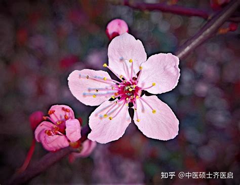 桃花方|桃花汤